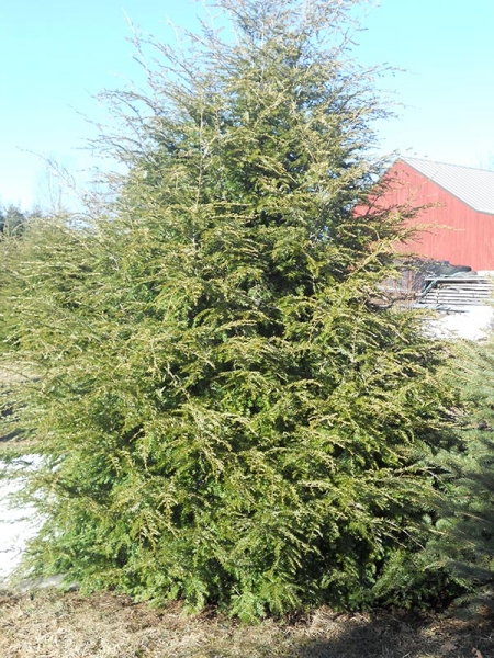 our trees maine tree growers
