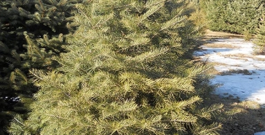 Concolor (White) Fir
