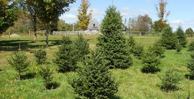 Fir Trees grown in Maine